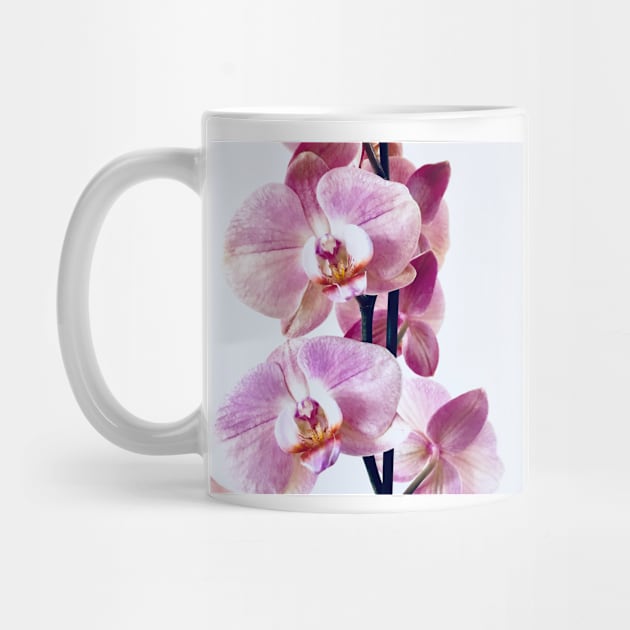 Pink orchid flower blossom, flower photography. by BlackWhiteBeige